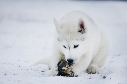 Hope - Wspolne zabawy szczeniat 11 tygodni